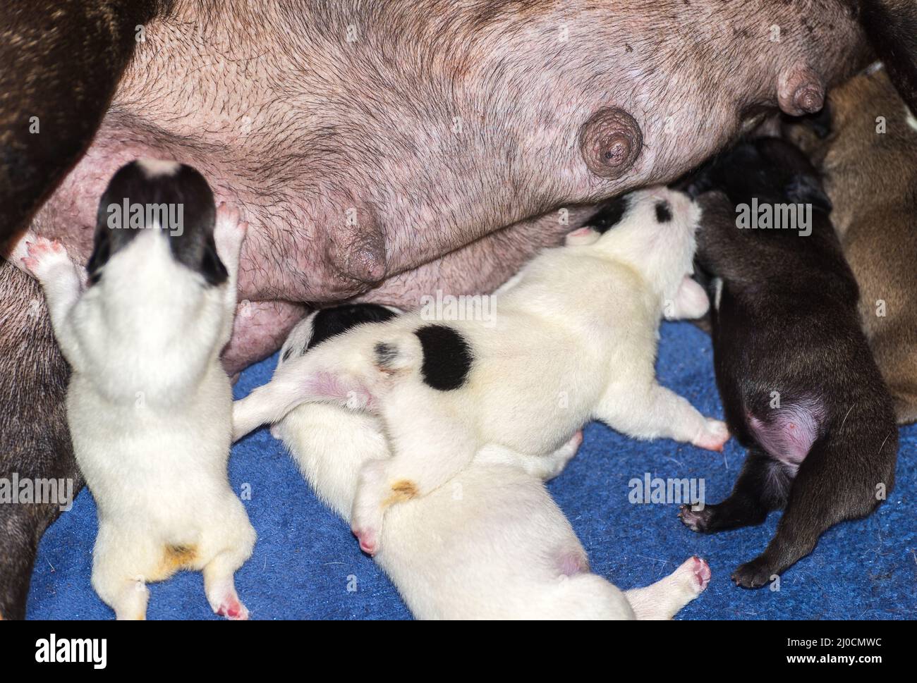 Marrons femelles français bulldog nourrissant de nombreux chiots Banque D'Images