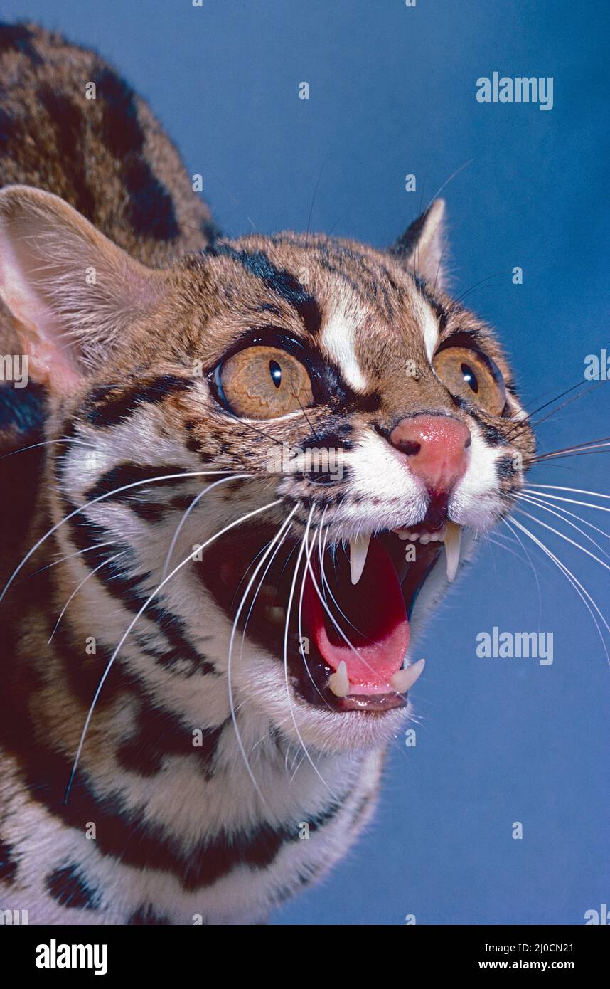 Chat léopard femelle (Prionailurus bengalensis). Un individu de race malaisienne. Banque D'Images