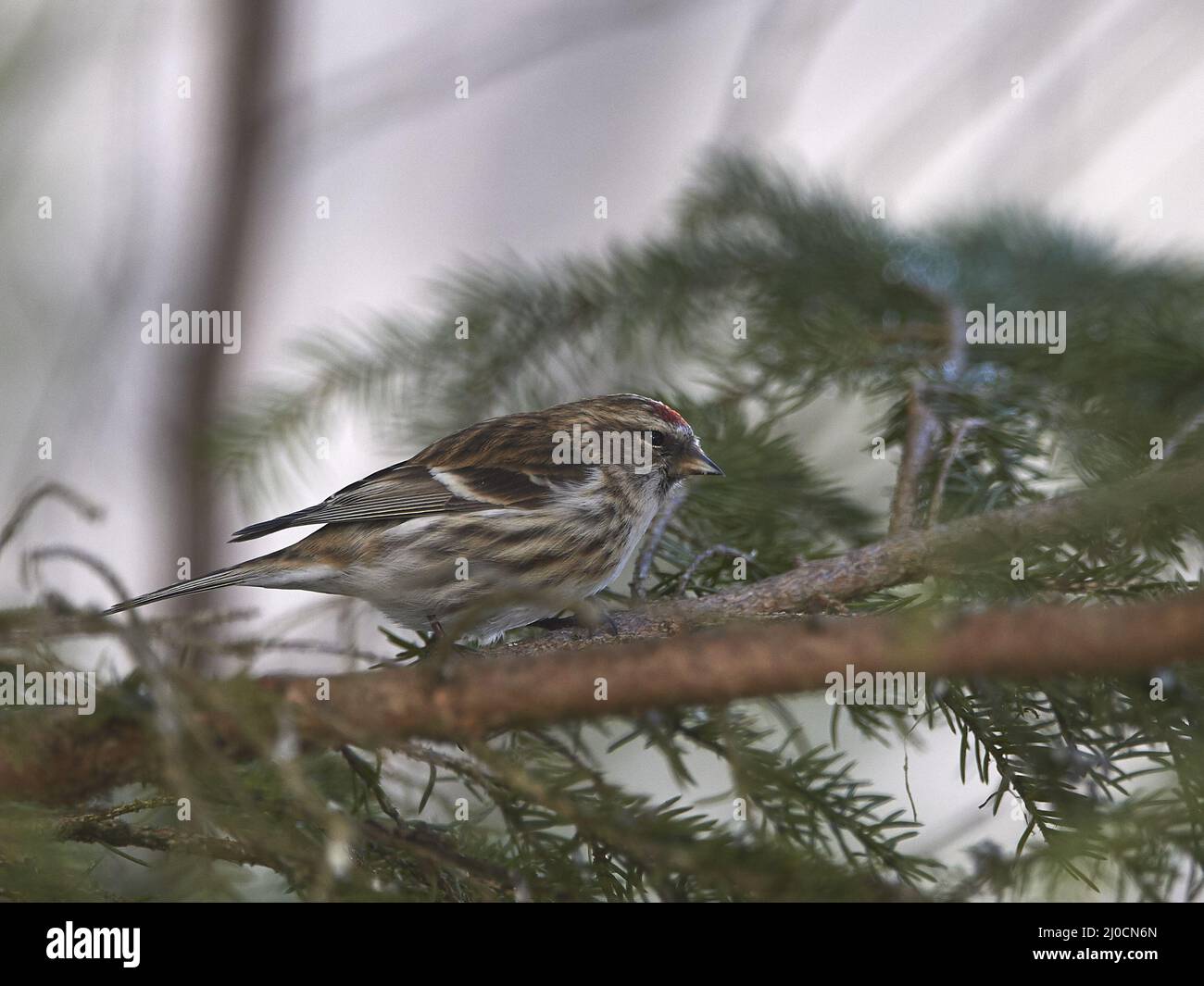 Red-legged Tarin Banque D'Images