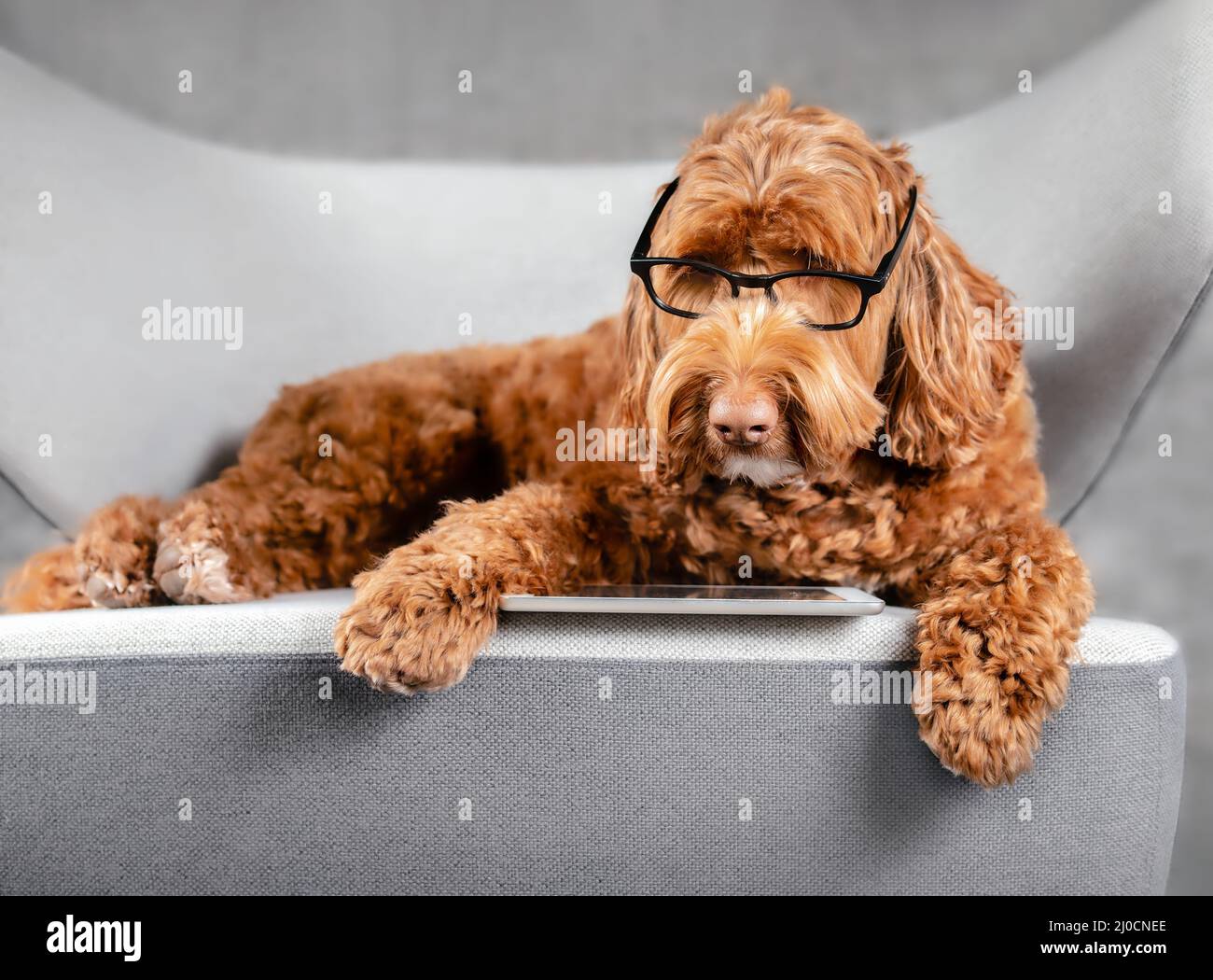 Chien intelligent utilisant une tablette tout en se prélassant sur un canapé-lit. Mignon abricot Labradoodle chien portant des lunettes. Concept pour les animaux utilisant la technologie, ou chiens b Banque D'Images