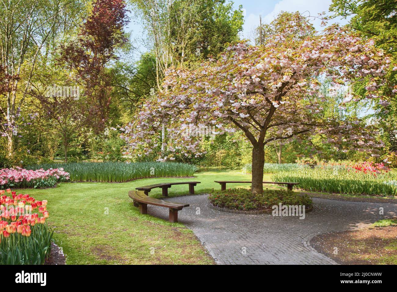 Arbre en fleur de beauté avec banc Banque D'Images