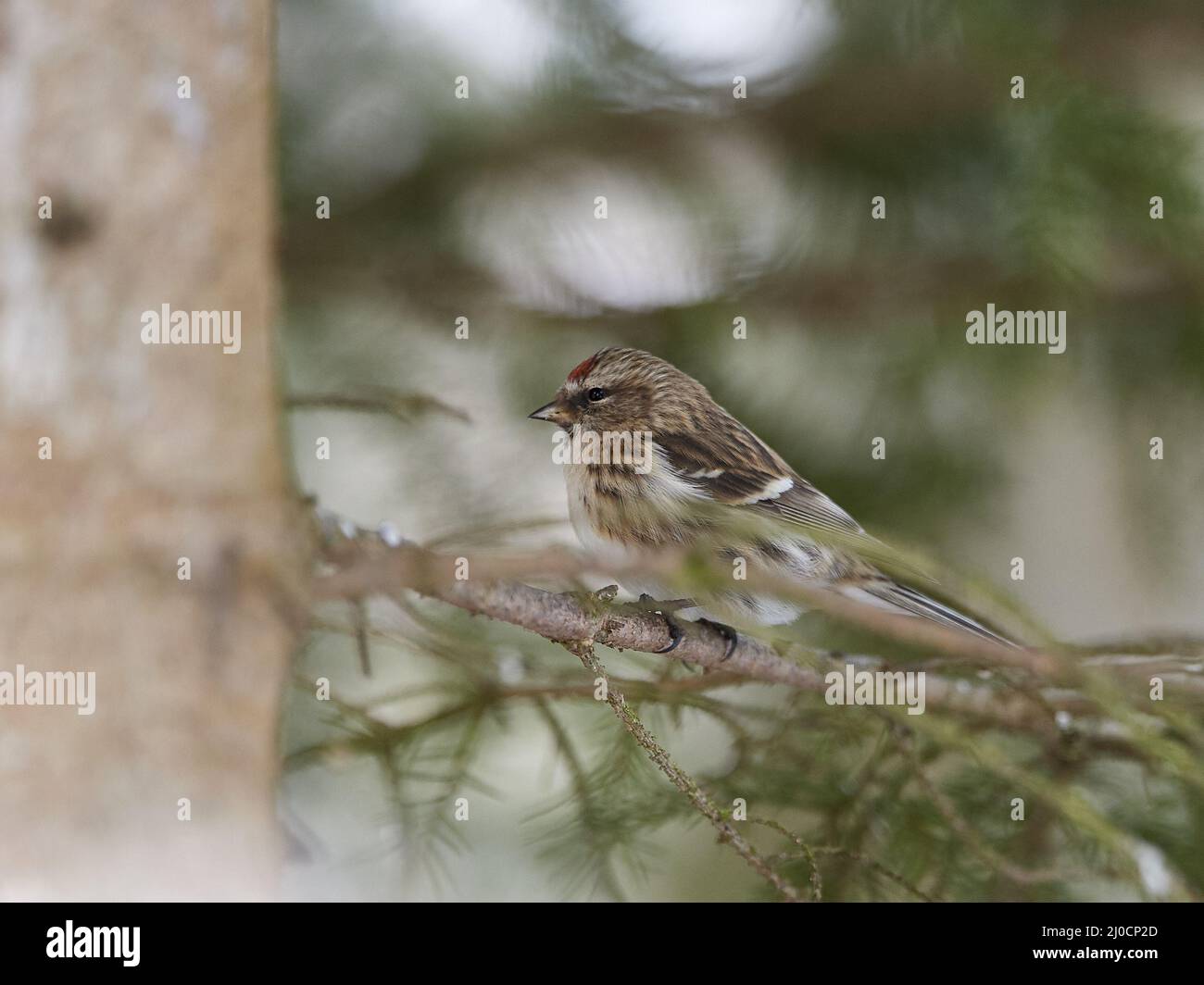 Red-legged Tarin Banque D'Images