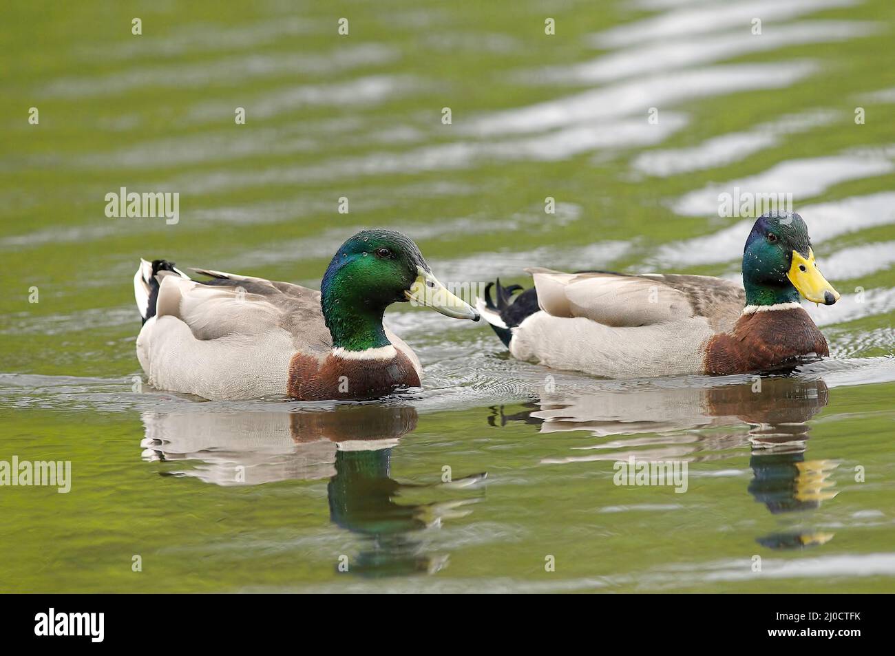 Deux canards colverts mâles adultes de couleur reproductrice (Anas platyrhynchos) dans l'eau. Banque D'Images