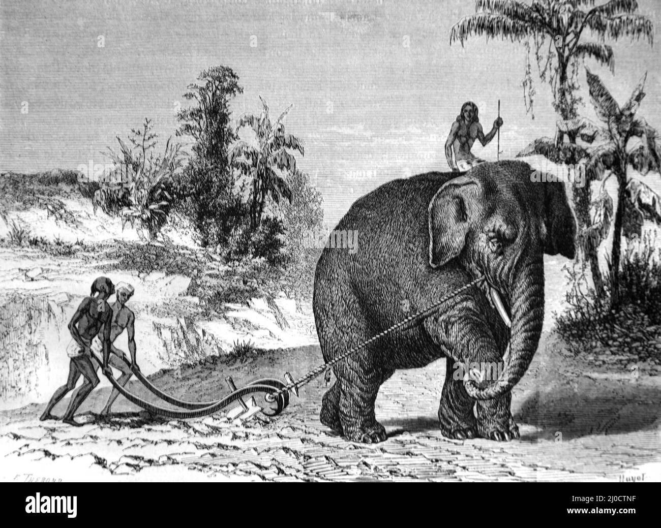 Ceylonese ou Sri Lankais labourant ou labourant des terres avec l'éléphant Sri Lankais en fonctionnement, Elephas maximus maximus, Ceylan ou Sri Lanka. Illustration ancienne ou gravure 1860. Banque D'Images