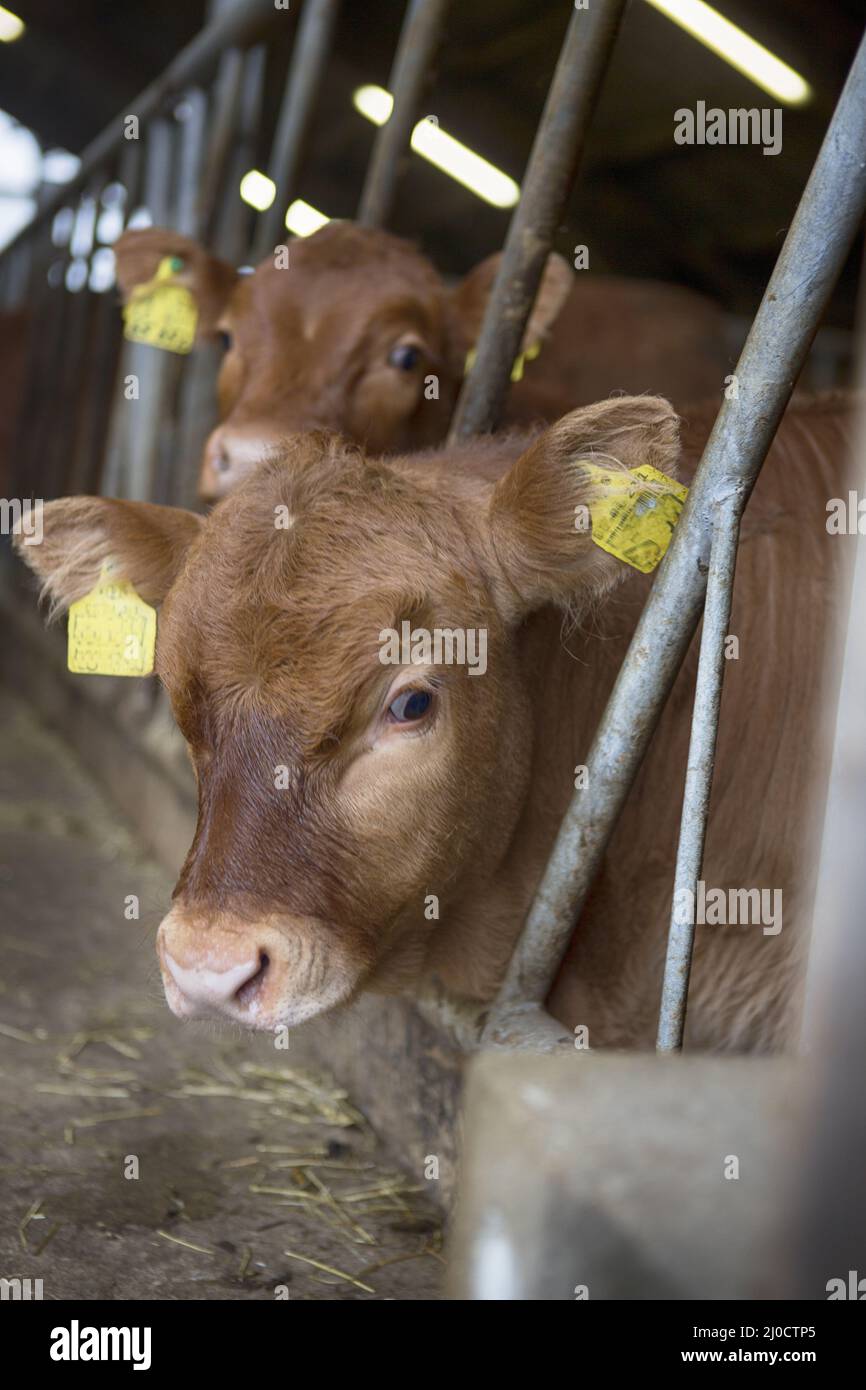 Vaches Banque D'Images