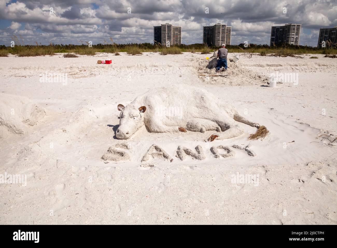 Sculptures artisanales de sable de vaches et taureaux dans le sable blanc de la plage de Tigertail Banque D'Images