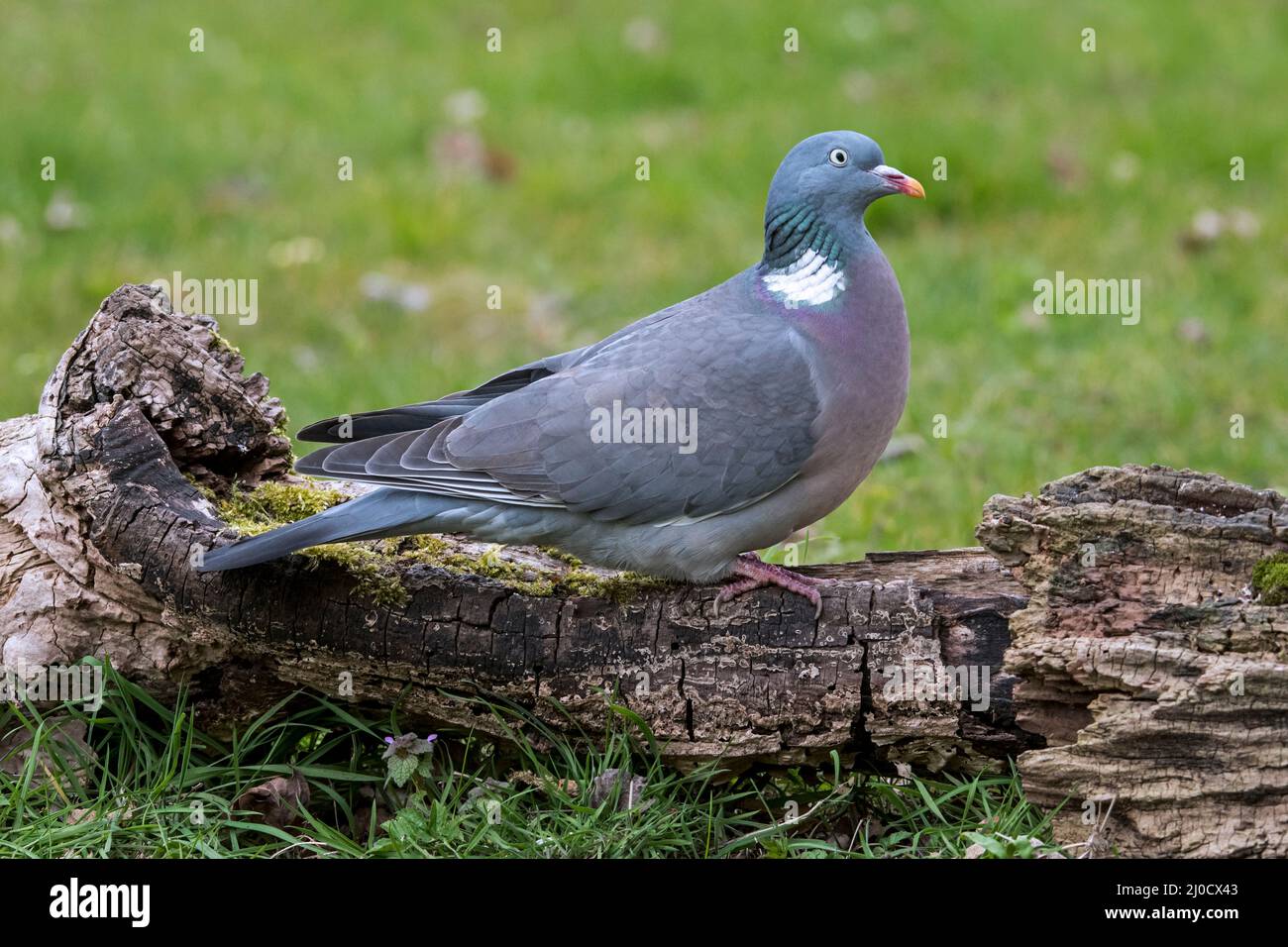 Pigeon en bois commun (Columba palumbus) sur le tronc d'arbre pourri tombé dans la prairie / prairie Banque D'Images
