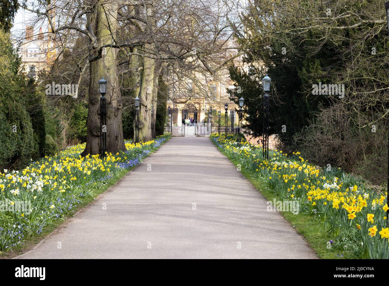 Cambridge University Spring ; Clare College Cambridge University, Flowers bordent la promenade jusqu'au pont et Old court de Queens Road, Cambridge UK Banque D'Images