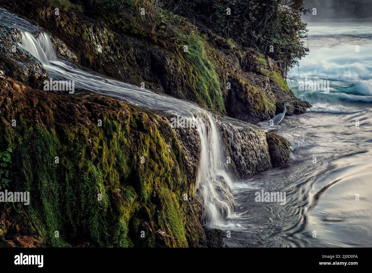 Chutes du Rhin - Schaffhausen. Banque D'Images