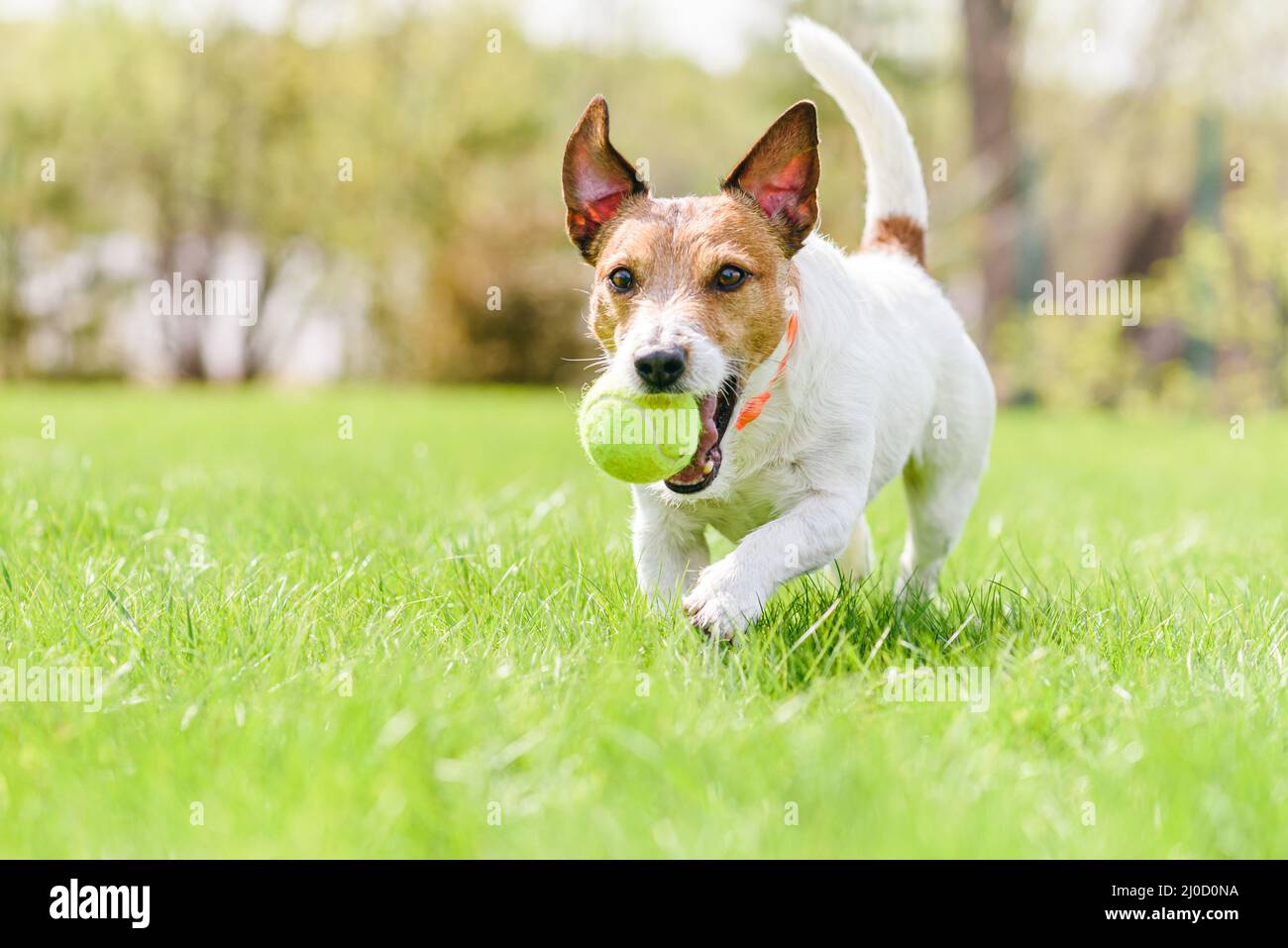 Joyeux chien souriant jouant avec le ballon de tennis sur l'herbe fraîche de printemps portant anti-puces et collier de tique Banque D'Images