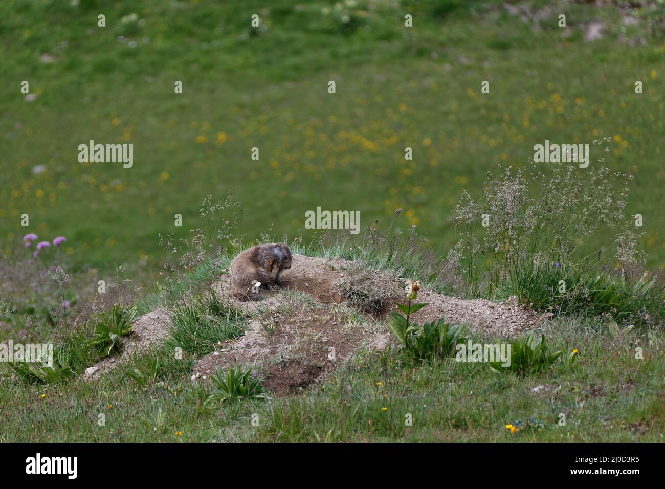 Marmot - Autriche. Banque D'Images