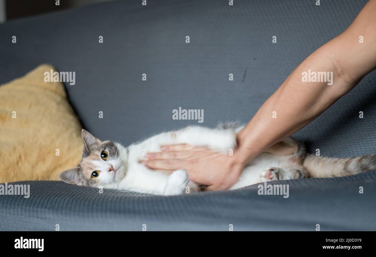 Un chat agacé qui a un animal de compagnie sur le ventre Banque D'Images