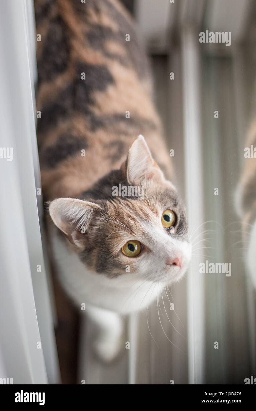 Chat curieux debout près de la fenêtre dans une lumière douce parfaite Banque D'Images