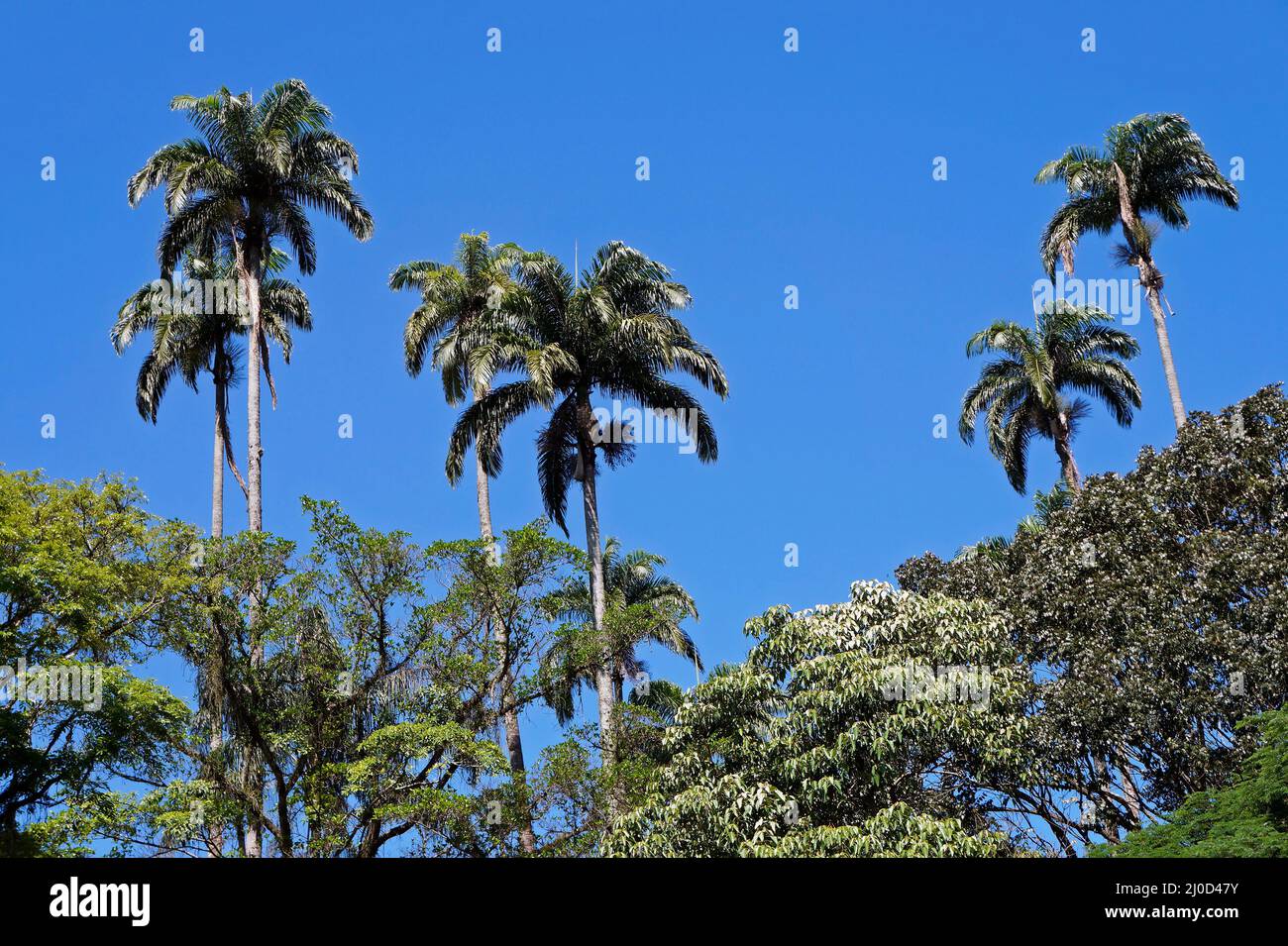 Palmiers et ciel bleu, Rio Banque D'Images
