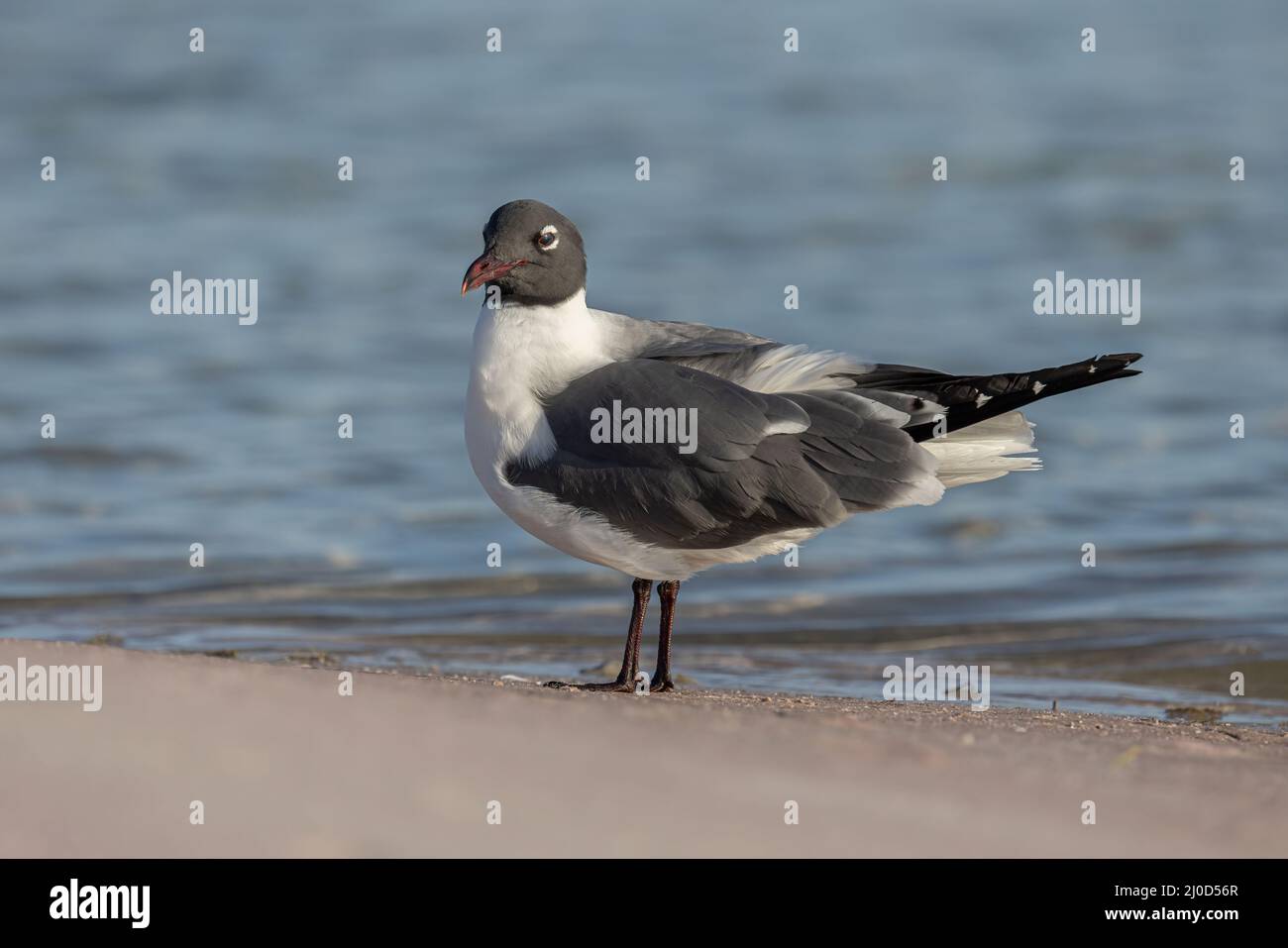 Mouette atricille Banque D'Images