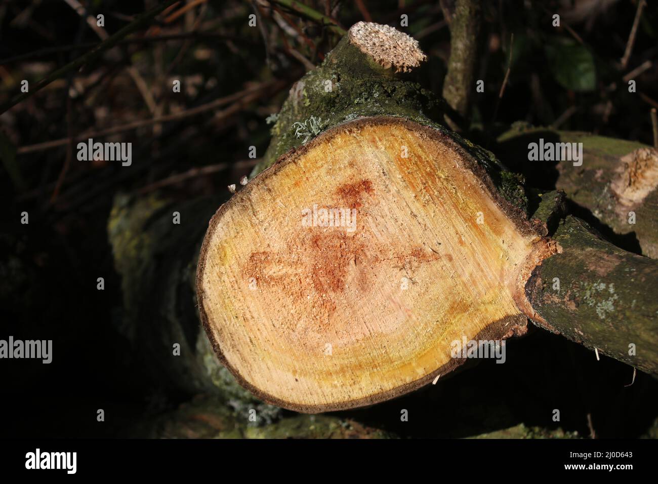 Gros plan de la fin d'une bûche d'un arbre scié montrant les anneaux de croissance dans le bois. Banque D'Images
