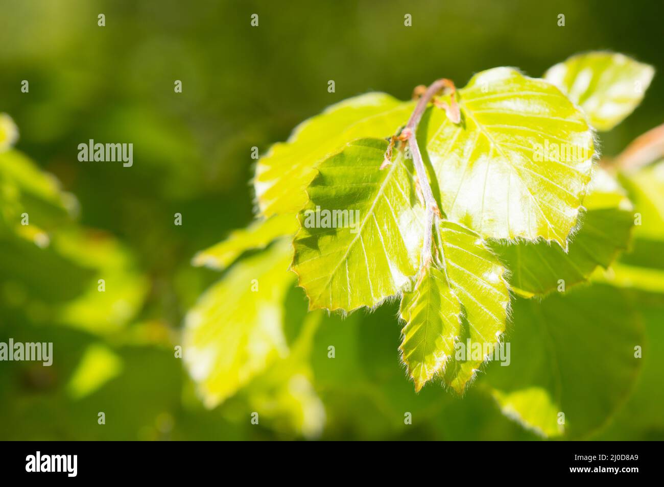 Jeunes feuilles de hêtre, Fagus sylvatica, au printemps, fond vert Banque D'Images