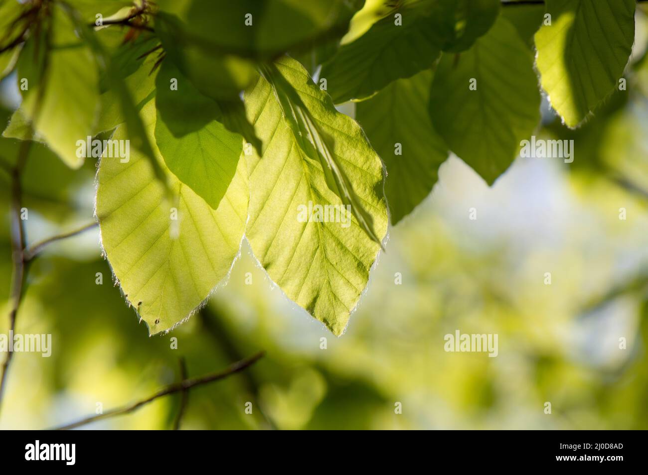 Jeunes feuilles de hêtre, Fagus sylvatica, au printemps, fond vert Banque D'Images