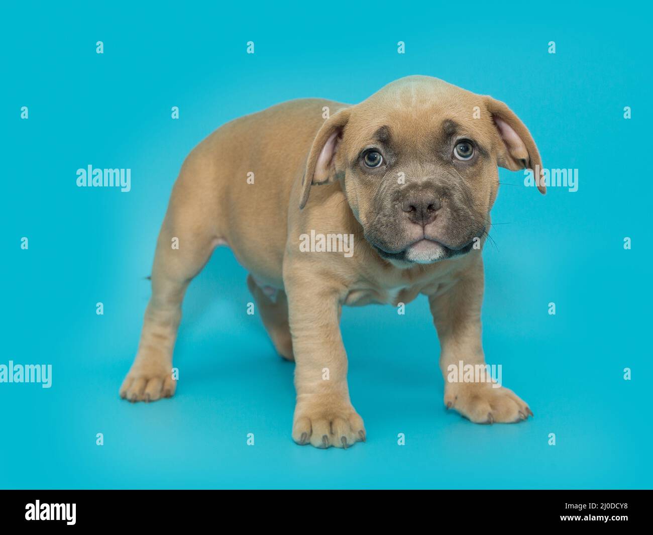 Petit chiot américain de couleur jaune sur fond bleu. Banque D'Images