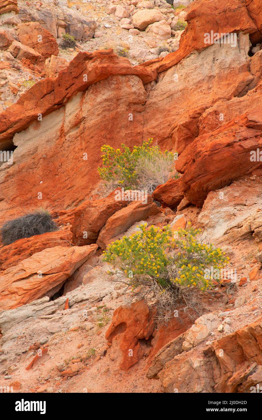 Falaises de Red Rock avec bladderpod (Peritoma arborea), parc national de Red Rock Canyon, Californie Banque D'Images