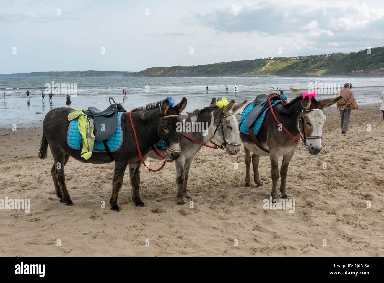 Des ânes attendent les clients sur South Bay Beach à Scarborough, une station balnéaire sur la mer du Nord dans le North Yorkshire, Royaume-Uni Banque D'Images