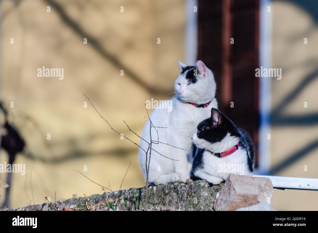 Deux chatons noirs et blancs reposent sur les remparts d'une maison privée. Banque D'Images