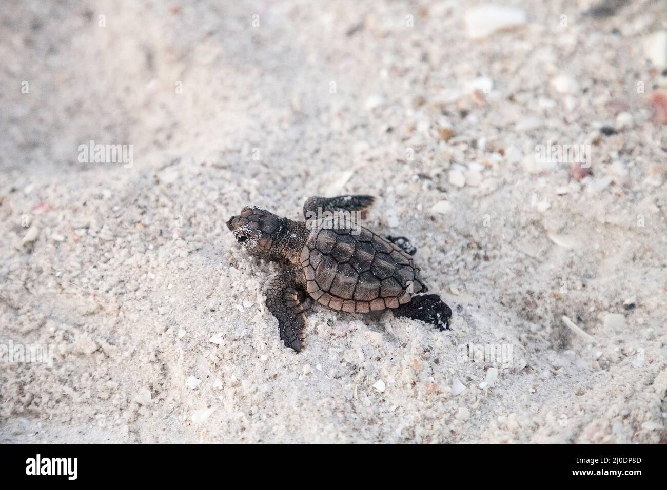 Les tortues caretta caretta naissent de leur nid Banque D'Images