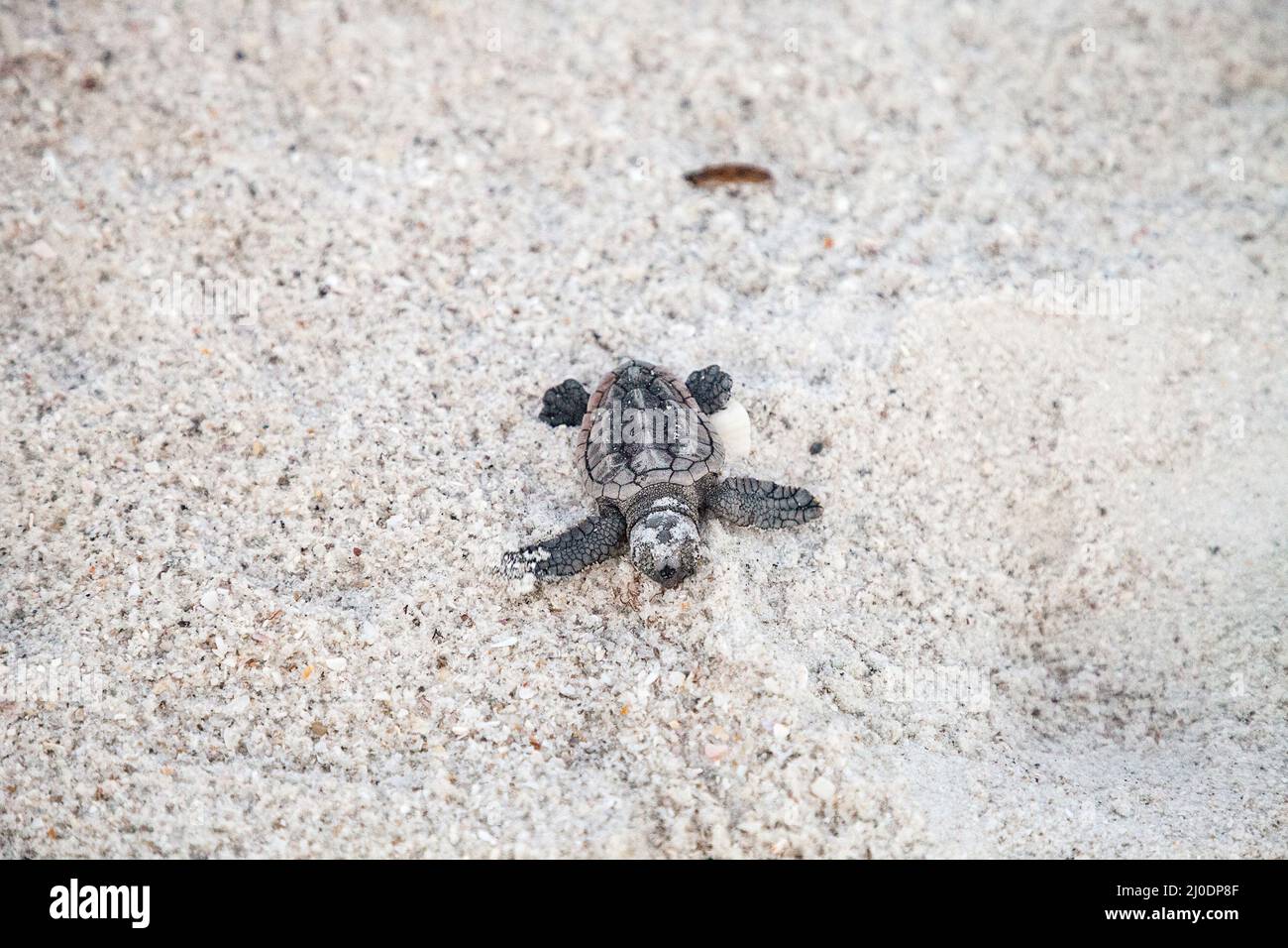 Les tortues caretta caretta naissent de leur nid Banque D'Images