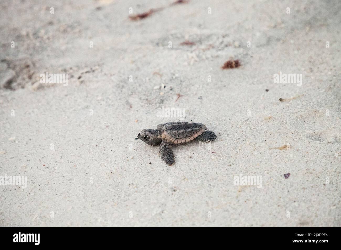 Les tortues caretta caretta naissent de leur nid Banque D'Images