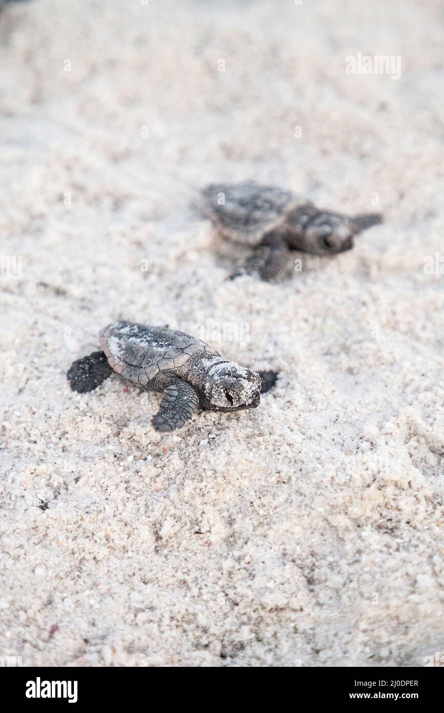 Les tortues caretta caretta naissent de leur nid Banque D'Images