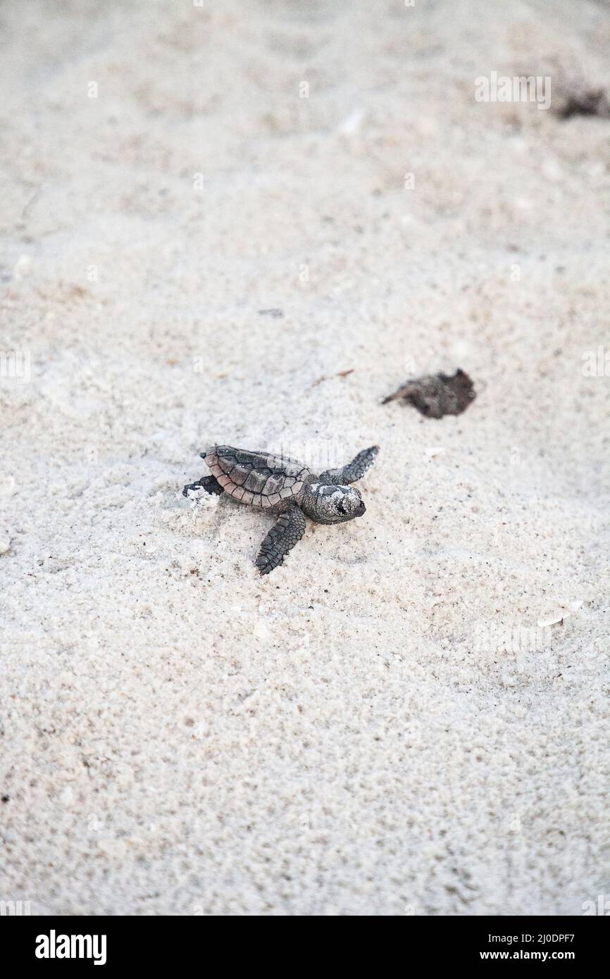 Les tortues caretta caretta naissent de leur nid Banque D'Images