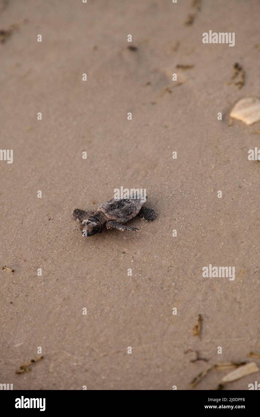 Les tortues caretta caretta naissent de leur nid Banque D'Images