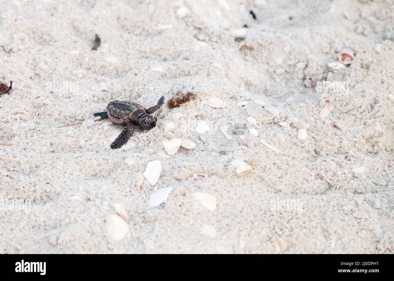 Les tortues caretta caretta naissent de leur nid Banque D'Images