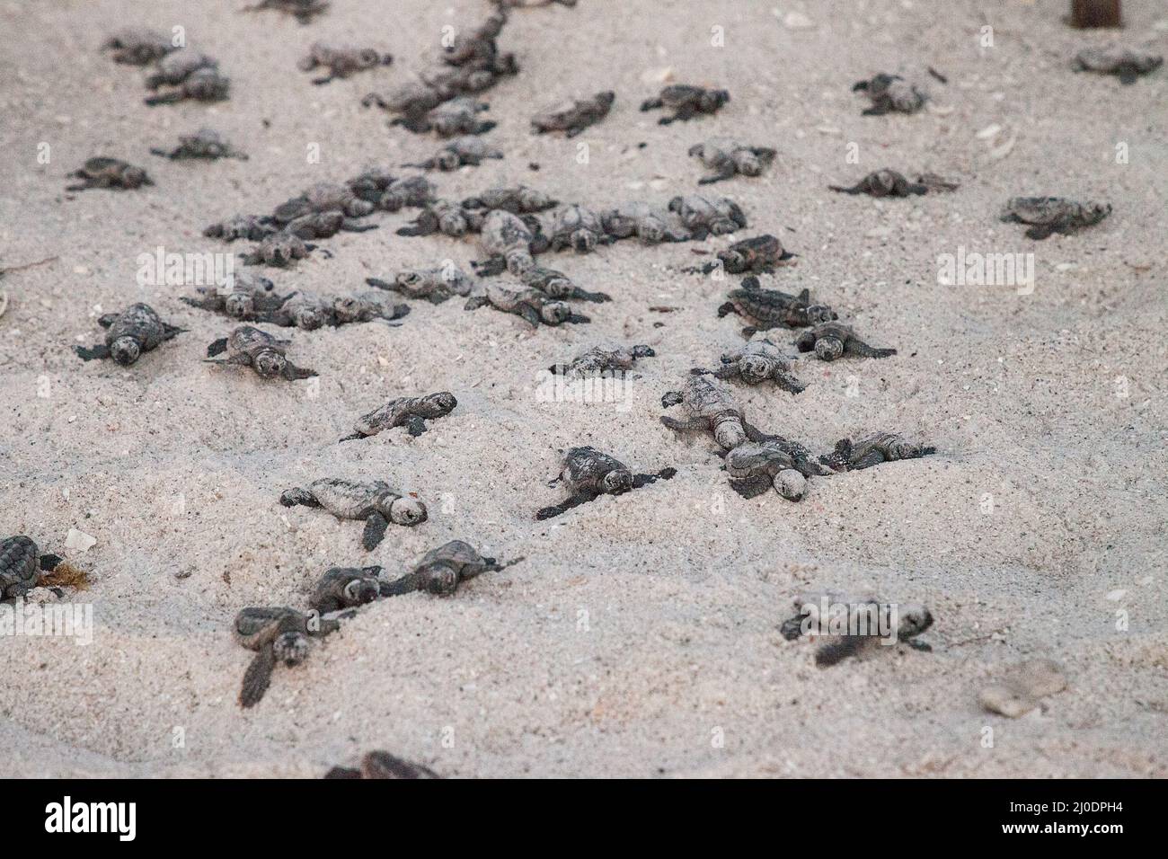 Les tortues caretta caretta naissent de leur nid Banque D'Images