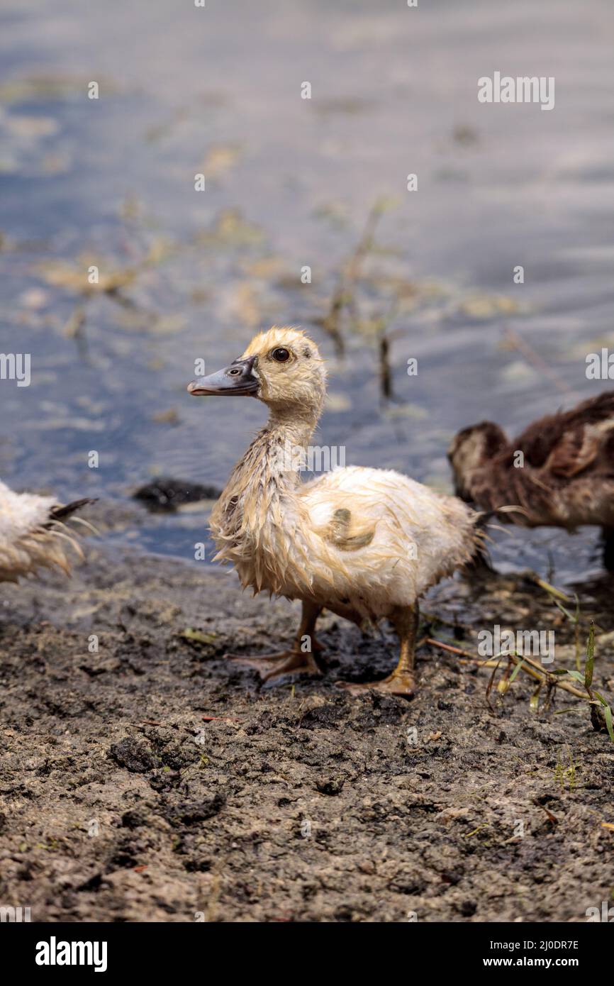 Jeune adolescent muscovoy caneting Cairina moschata avant que les plumes soient entièrement formées Banque D'Images