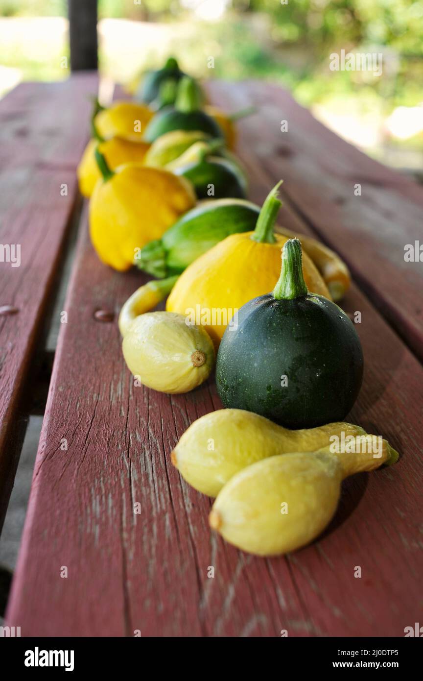 Alignez une rangée de courgettes de courge d'été biologique fraîchement récoltées, un moule à patty et huit cultivars de balle, sur une table de pique-nique extérieure, Browntown, WISCONSIN, États-Unis Banque D'Images