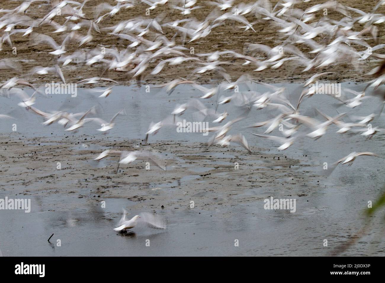A Flock of seagulls en vol. Banque D'Images