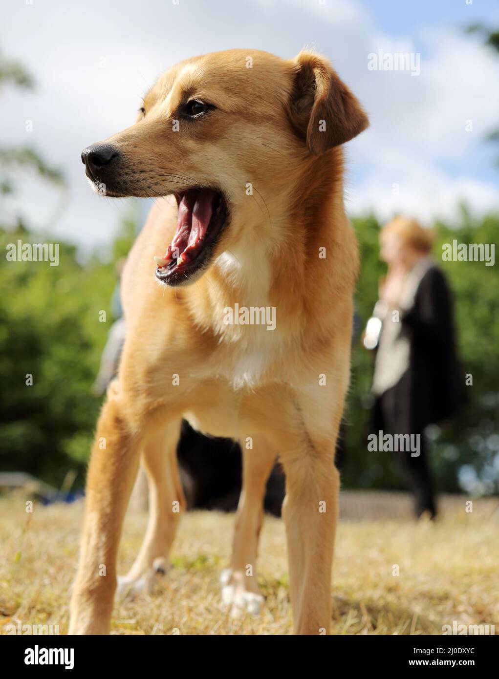 Chien Banque D'Images