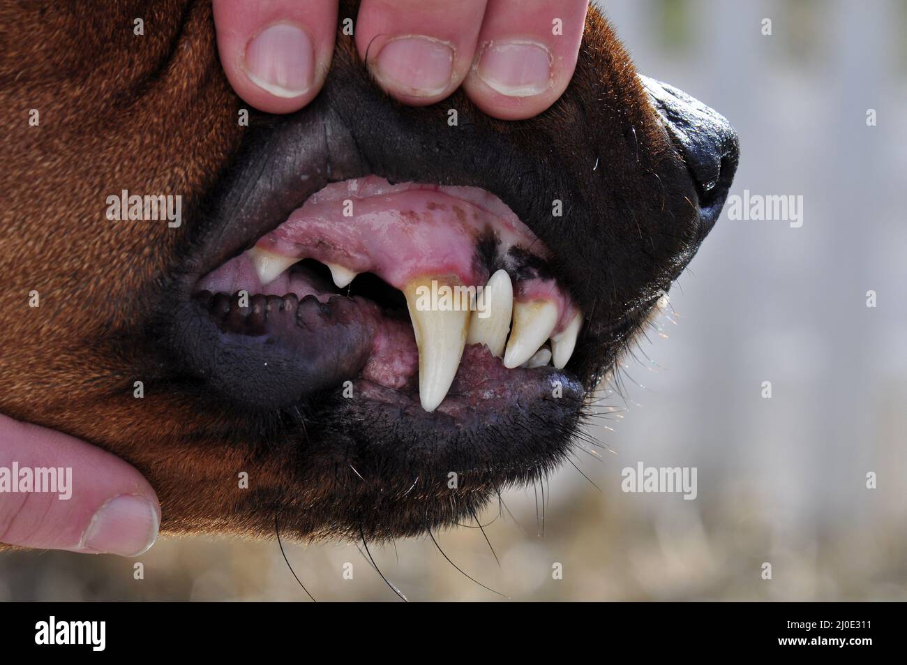 Dents de chiens Banque D'Images