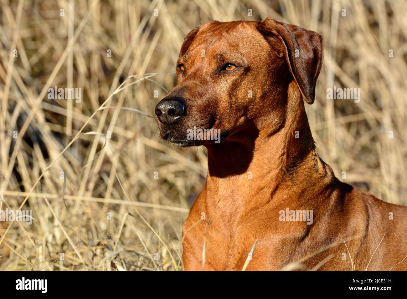 Le Rhodesian Ridgeback Banque D'Images