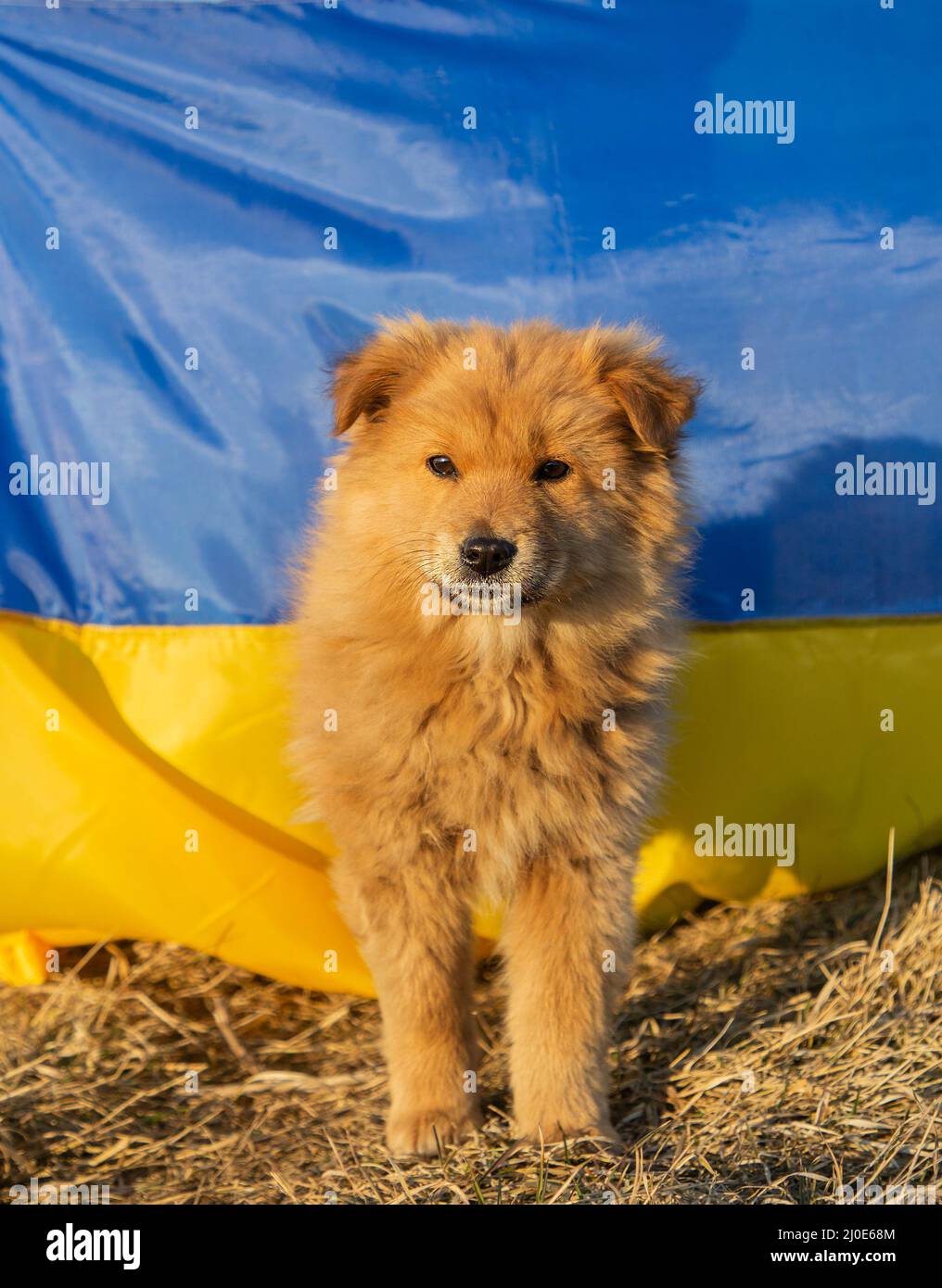 Portrait d'un mignon petit chiot de chow-chow moelleux sur le fond du drapeau ukrainien jaune - bleu. L'Ukraine veut la paix. Soutenir les Ukrainiens Banque D'Images