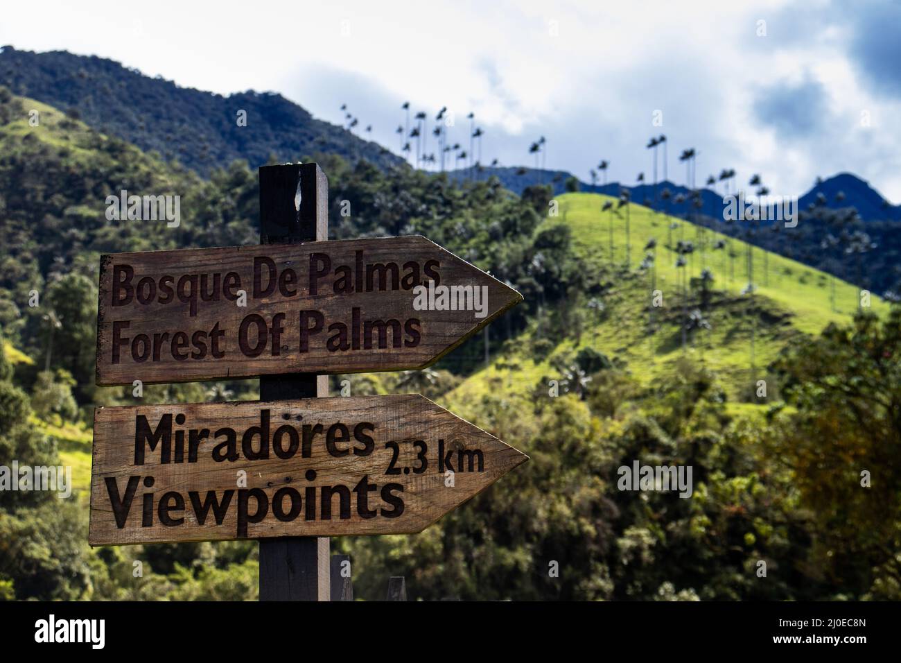 SALENTO, COLOMBIE - JUILLET 2021. Signes à la belle forêt nuageuse et les palmiers de cire Quindio à la vallée de Cocora situé à Salento dans le Quintidio RE Banque D'Images