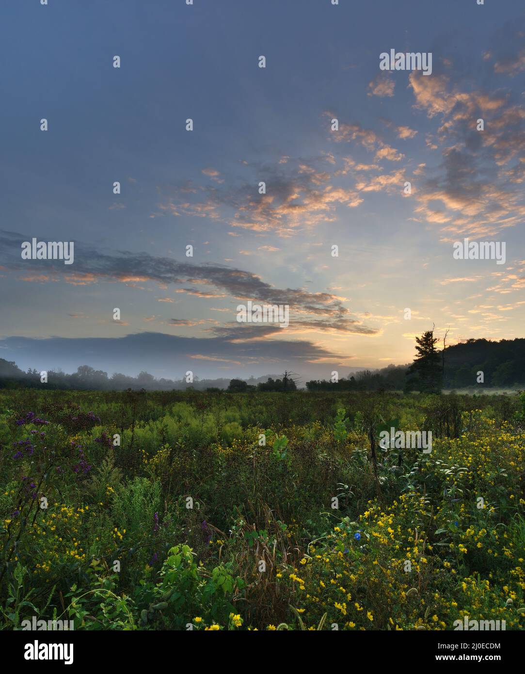 Une image portrait d'un lever de soleil spectaculaire sur une vallée remplie d'herbes et de fleurs sauvages. Banque D'Images