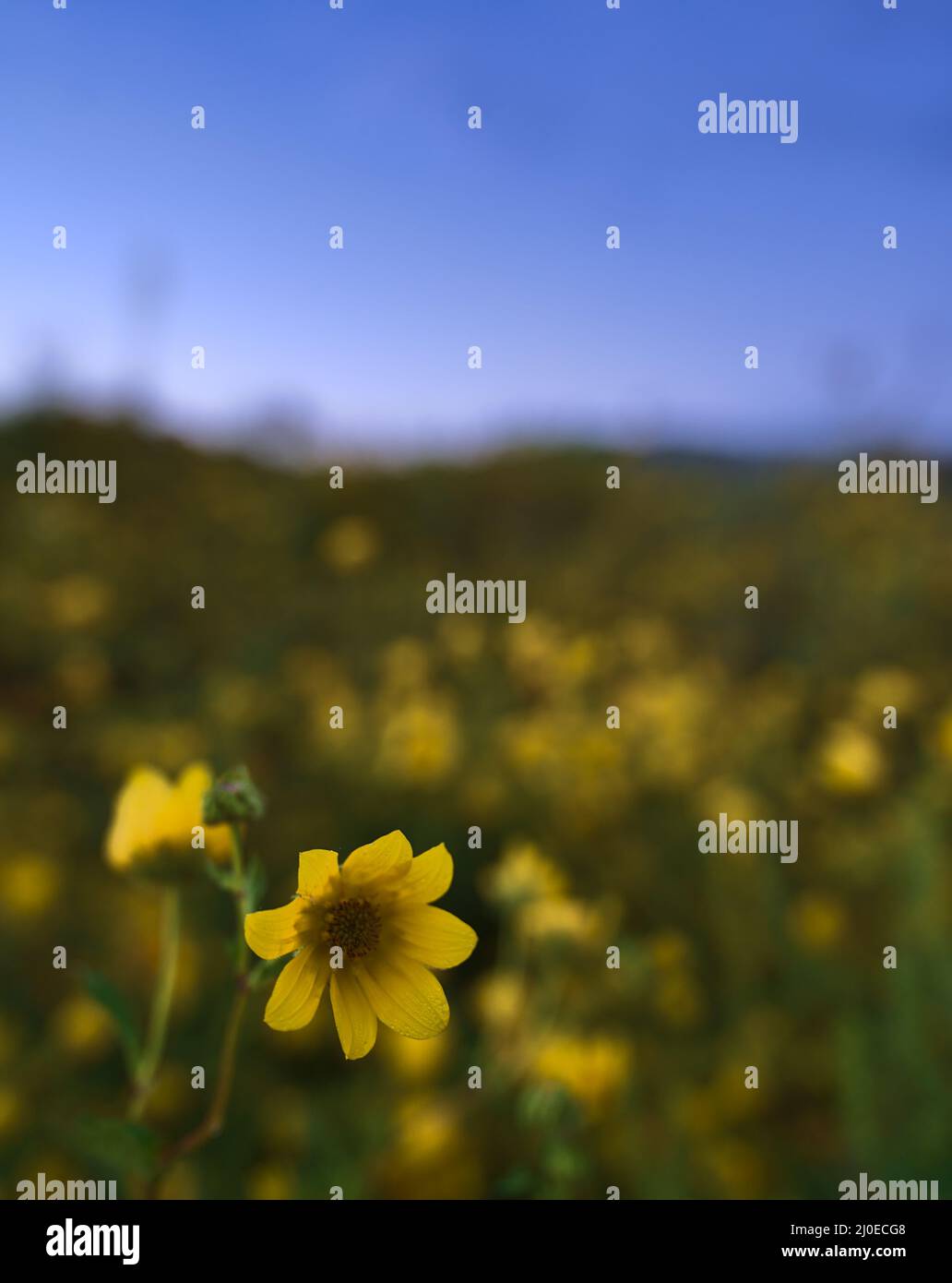 Image macro d'une fleur jaune dans un grand champ à l'automne dans le Kentucky. Banque D'Images