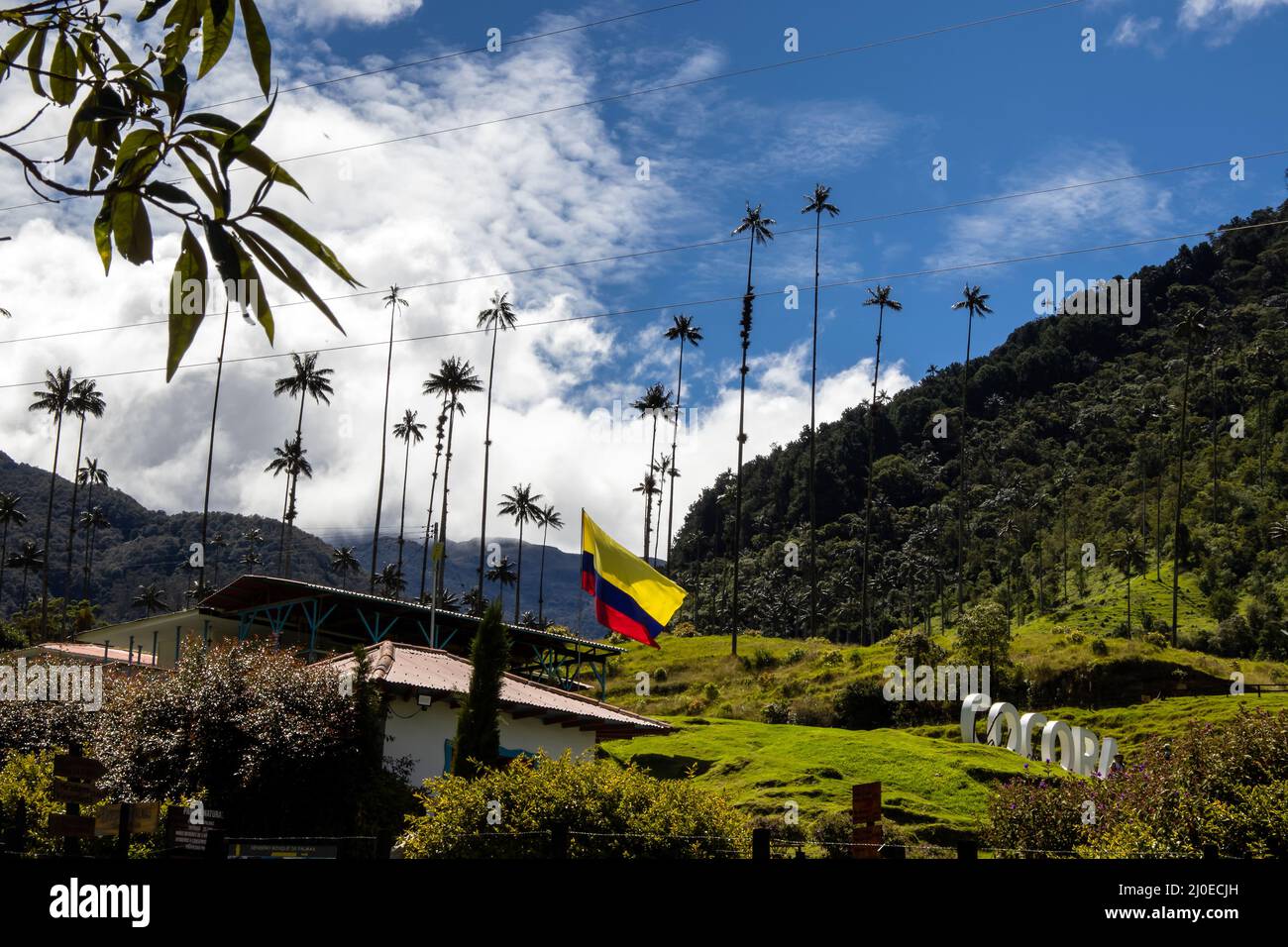 SALENTO, COLOMBIE - JUILLET 2021. Vue sur la magnifique forêt nuageuse et les palmiers de cire Quindio à la vallée de Cocora située à Salento dans le Quindio reg Banque D'Images