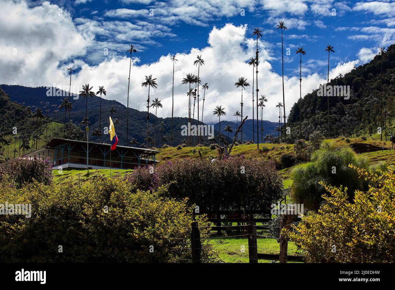Vue sur la magnifique forêt nuageuse et les palmiers de cire de Quindio à la vallée de Cocora située à Salento dans la région de Quindio en Colombie. Banque D'Images