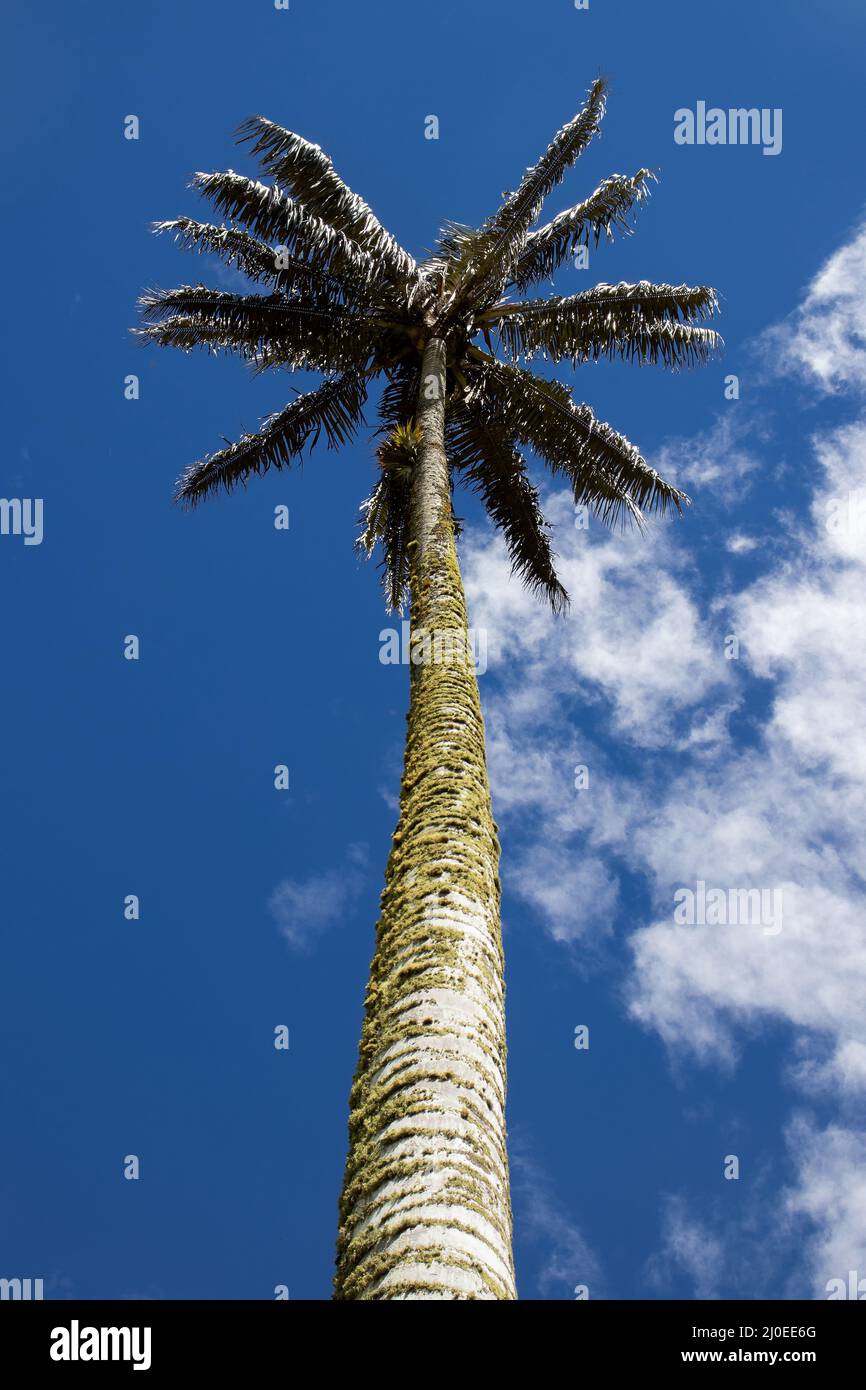 Arbre national colombien la paume de cire Quindio à la vallée de Cocora située à Salento dans la région de Quindio Banque D'Images