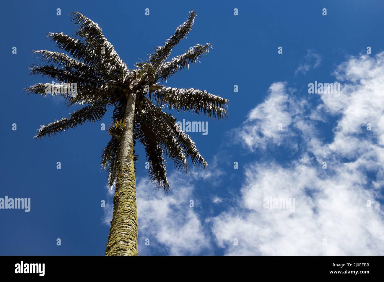 Arbre national colombien la paume de cire Quindio à la vallée de Cocora située à Salento dans la région de Quindio Banque D'Images