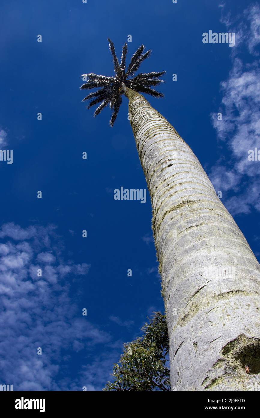 Arbre national colombien la paume de cire Quindio à la vallée de Cocora située à Salento dans la région de Quindio Banque D'Images