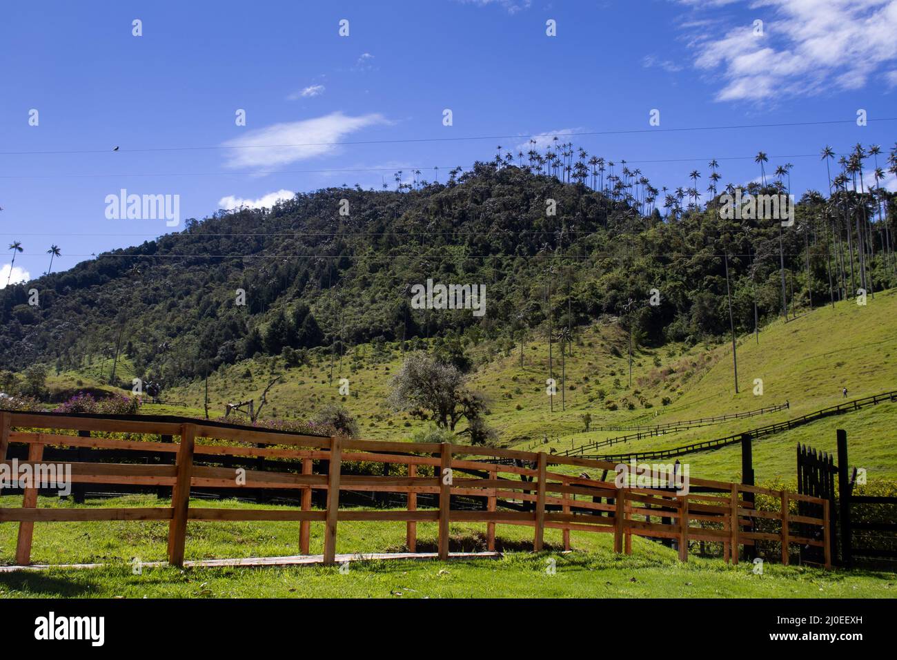 Vue sur la magnifique forêt nuageuse et les palmiers de cire de Quindio à la vallée de Cocora située à Salento dans la région de Quindio en Colombie. Banque D'Images